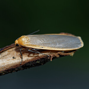 Nyea lurideola (Erebidae)  - Lithosie complanule, Lithosie plombée - Common Footman Cote-d'Or [France] 14/07/2017 - 420m