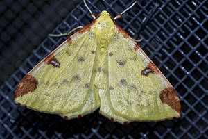 Opisthograptis luteolata (Geometridae)  - Citronnelle rouillée - Brimstone Moth Ardennes [France] 16/07/2017 - 160m