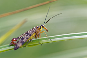 Panorpa vulgaris (Panorpidae)  Jura [France] 03/07/2017 - 1130m