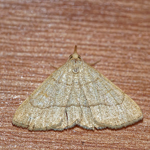 Paracolax tristalis (Erebidae)  - Herminie dérivée - Clay Fan-foot Doubs [France] 12/07/2017 - 610m