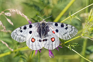 Parnassius apollo (Papilionidae)  - Apollon, Parnassien apollon - Apollo Jura [France] 03/07/2017 - 1240m