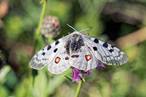 Parnassius apollo (Papilionidae)  - Apollon, Parnassien apollon - Apollo Jura [France] 03/07/2017 - 1240m