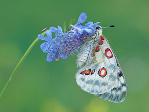 Parnassius apollo (Papilionidae)  - Apollon, Parnassien apollon - Apollo Jura [France] 04/07/2017 - 1240m