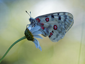 Parnassius apollo (Papilionidae)  - Apollon, Parnassien apollon - Apollo Jura [France] 04/07/2017 - 1240m