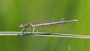 Platycnemis pennipes (Platycnemididae)  - Agrion à larges pattes, Pennipatte bleuâtre - White-legged Damselfly, Blue featherleg Jura [France] 04/07/2017 - 1150m