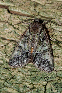 Polyphaenis sericata (Noctuidae)  - Noctuelle du Camérisier Ardennes [France] 16/07/2017 - 160m