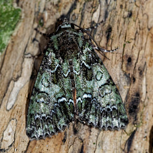 Polyphaenis sericata (Noctuidae)  - Noctuelle du Camérisier Ardennes [France] 16/07/2017 - 160m