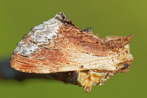 Ptilodon cucullina (Notodontidae)  - Capuchon - Maple Prominent Ain [France] 05/07/2017 - 800m