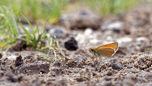 Thymelicus sylvestris (Hesperiidae)  - Hespérie de la Houque - Small Skipper Jura [France] 03/07/2017 - 1130m