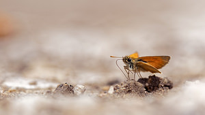 Thymelicus sylvestris (Hesperiidae)  - Hespérie de la Houque - Small Skipper Jura [France] 03/07/2017 - 1130m