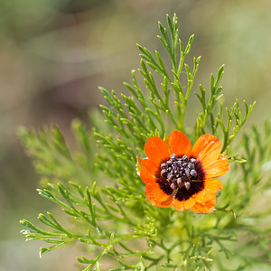 Adonis aestivalis (Ranunculaceae)  - Adonis d'été, Goutte-de-sang - Summer Pheasant's-eye Valence [Espagne] 30/04/2018 - 650m