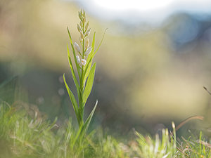 Cephalanthera longifolia (Orchidaceae)  - Céphalanthère à feuilles longues, Céphalanthère à longues feuilles, Céphalanthère à feuilles en épée - Narrow-leaved Helleborine Osona [Espagne] 29/04/2018 - 750m