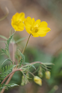 Hypecoum imberbe (Papaveraceae)  - Hypécoum imberbe, Hypécoum à grandes fleurs, Cumin à grandes fleurs Valence [Espagne] 30/04/2018 - 650m