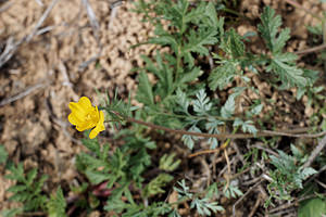 Hypecoum imberbe (Papaveraceae)  - Hypécoum imberbe, Hypécoum à grandes fleurs, Cumin à grandes fleurs Valence [Espagne] 30/04/2018 - 650m