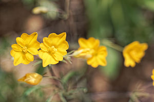 Hypecoum imberbe (Papaveraceae)  - Hypécoum imberbe, Hypécoum à grandes fleurs, Cumin à grandes fleurs Valence [Espagne] 30/04/2018 - 650m