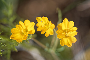 Hypecoum imberbe (Papaveraceae)  - Hypécoum imberbe, Hypécoum à grandes fleurs, Cumin à grandes fleurs Valence [Espagne] 30/04/2018 - 650m