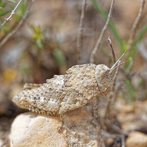 Ocnerodes brunneri (Pamphagidae)  Valence [Espagne] 30/04/2018 - 650m