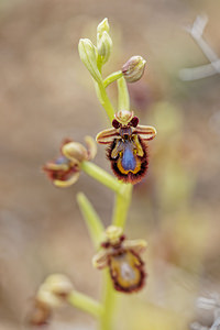 Ophrys speculum (Orchidaceae)  - Ophrys miroir, Ophrys cilié Valence [Espagne] 30/04/2018 - 650m