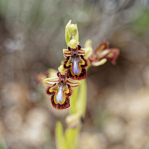 Ophrys speculum (Orchidaceae)  - Ophrys miroir, Ophrys cilié Valence [Espagne] 30/04/2018 - 650m