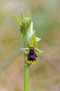 Ophrys subinsectifera (Orchidaceae)  Osona [Espagne] 29/04/2018 - 810m