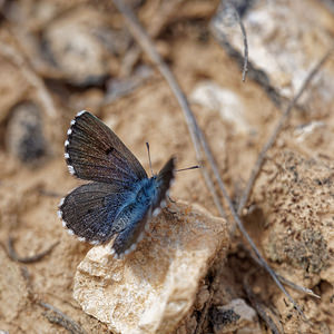 Pseudophilotes panoptes (Lycaenidae)  - Azuré cordouan - Panoptes blue Valence [Espagne] 30/04/2018 - 650m