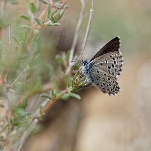 Pseudophilotes panoptes (Lycaenidae)  - Azuré cordouan - Panoptes blue Valence [Espagne] 30/04/2018 - 650m