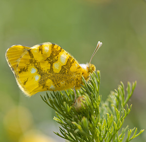 Zegris eupheme (Pieridae)  - Aurore d'Esper, piéride du raifort - Sooty orange tip Valence [Espagne] 30/04/2018 - 650m