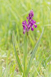 Anacamptis laxiflora (Orchidaceae)  - Anacamptide à fleurs lâches, Orchis à fleurs lâches - Loose-flowered Orchid Sierra de Cadix [Espagne] 09/05/2018 - 810m