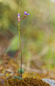 Arabis verna (Brassicaceae)  - Arabette de printemps, Arabette printanière Sierra de Cadix [Espagne] 09/05/2018 - 980m