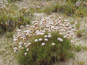 Armeria pungens (Plumbaginaceae)  - Armérie piquante, Arméria piquante El Condado [Espagne] 11/05/2018 - 10m