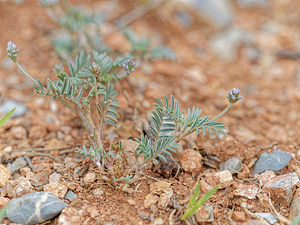 Biserrula epiglottis (Fabaceae)  - Biserrule épiglotte, Astragale épiglotte Serrania de Ronda [Espagne] 07/05/2018 - 1210m