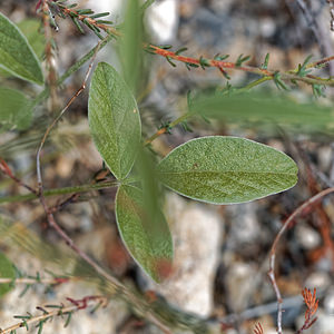 Bituminaria bituminosa (Fabaceae)  - Bitumineuse, Trèfle bitumineux - Pitch Trefoil Almeria [Espagne] 05/05/2018 - 380m