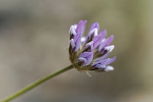 Bituminaria bituminosa (Fabaceae)  - Bitumineuse, Trèfle bitumineux - Pitch Trefoil Almeria [Espagne] 05/05/2018 - 380m