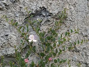 Capparis spinosa (Capparaceae)  - Câprier épineux Almeria [Espagne] 04/05/2018 - 320m