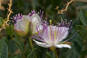 Capparis spinosa (Capparaceae)  - Câprier épineux Almeria [Espagne] 04/05/2018 - 320m