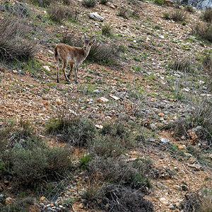 Capra pyrenaica (Bovidae)  - Bouquetin ibérique, Bouquetin d'Espagne - Iberian Wild Goat, Spanish Ibex, Pyrenean Ibex Comarca de Huescar [Espagne] 03/05/2018 - 1230m