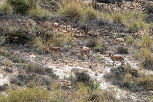 Capra pyrenaica (Bovidae)  - Bouquetin ibérique, Bouquetin d'Espagne - Iberian Wild Goat, Spanish Ibex, Pyrenean Ibex Almeria [Espagne] 05/05/2018 - 340m