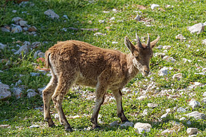 Capra pyrenaica (Bovidae)  - Bouquetin ibérique, Bouquetin d'Espagne - Iberian Wild Goat, Spanish Ibex, Pyrenean Ibex Sierra de Cadix [Espagne] 08/05/2018 - 1040m