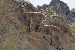 Capra pyrenaica (Bovidae)  - Bouquetin ibérique, Bouquetin d'Espagne - Iberian Wild Goat, Spanish Ibex, Pyrenean Ibex Sierra de Cadix [Espagne] 08/05/2018 - 1040m