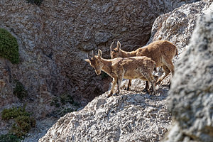 Capra pyrenaica Bouquetin ibérique, Bouquetin d'Espagne Iberian Wild Goat, Spanish Ibex, Pyrenean Ibex