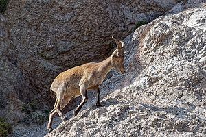 Capra pyrenaica (Bovidae)  - Bouquetin ibérique, Bouquetin d'Espagne - Iberian Wild Goat, Spanish Ibex, Pyrenean Ibex Sierra de Cadix [Espagne] 08/05/2018 - 1040m