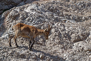 Capra pyrenaica (Bovidae)  - Bouquetin ibérique, Bouquetin d'Espagne - Iberian Wild Goat, Spanish Ibex, Pyrenean Ibex Sierra de Cadix [Espagne] 08/05/2018 - 1040m