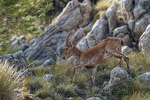 Capra pyrenaica (Bovidae)  - Bouquetin ibérique, Bouquetin d'Espagne - Iberian Wild Goat, Spanish Ibex, Pyrenean Ibex Sierra de Cadix [Espagne] 08/05/2018 - 1040m