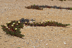 Carpobrotus edulis (Aizoaceae)  - Ficoïde douce, Griffe de sorcière, Figuier des Hottentots, Carpobrote doux - Hottentot-fig Lisbonne [Portugal] 13/05/2018 - 30m