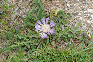 Centaurea pullata (Asteraceae)  - Centaurée brune, Centaurée bordée de noir, Centaurée en deuil Serrania de Ronda [Espagne] 07/05/2018 - 1310m