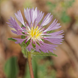 Centaurea pullata (Asteraceae)  - Centaurée brune, Centaurée bordée de noir, Centaurée en deuil Serrania de Ronda [Espagne] 10/05/2018 - 680m