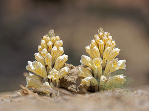 Cistanche phelypaea (Orobanchaceae)  - Cistanche phélypée, Orobanche des teinturiers, Phélypée du Portugal Almeria [Espagne] 03/05/2018 - 540m