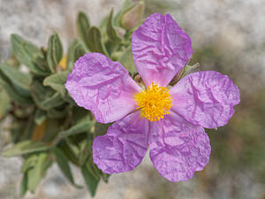 Cistus albidus (Cistaceae)  - Ciste blanc, Ciste mâle à feuilles blanches, Ciste cotonneux - Grey-leaved Cistus Serrania de Ronda [Espagne] 07/05/2018 - 1220m