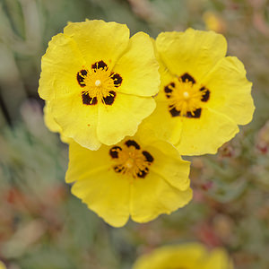 Cistus halimifolius (Cistaceae)  - Ciste à feuilles d'halimium, Ciste jaune El Condado [Espagne] 11/05/2018 - 10m