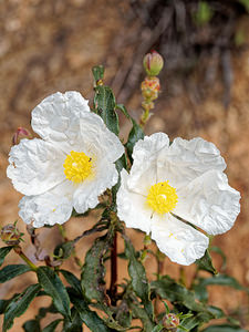 Cistus ladanifer (Cistaceae)  - Ciste à gomme, Ciste ladanifère - Gum Rock-rose Serrania de Ronda [Espagne] 08/05/2018 - 960m
